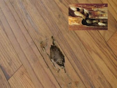 Sàn gỗ công nghiệp bị mối mọt, có cách nào để khắc phục?